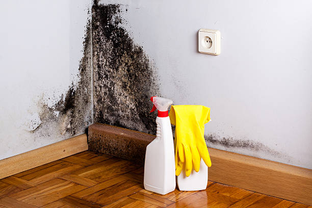 Why You Should Choose Our Mold Remediation Services in Duncansville, PA